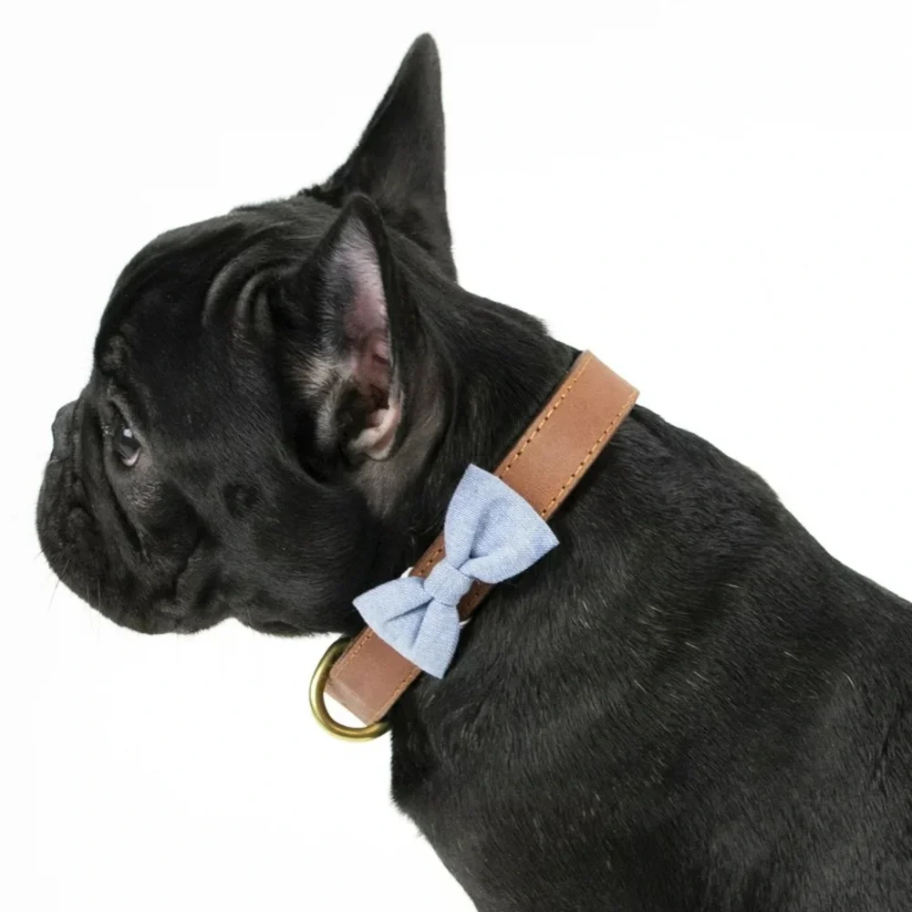 Vibrant Life Dog Bandana & Collar Clip Set, 